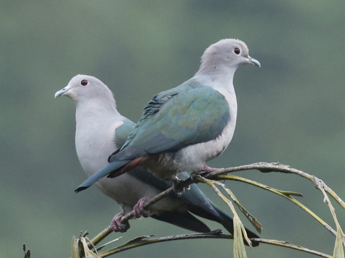 Green Imperial-Pigeon (Green) - ML644212034