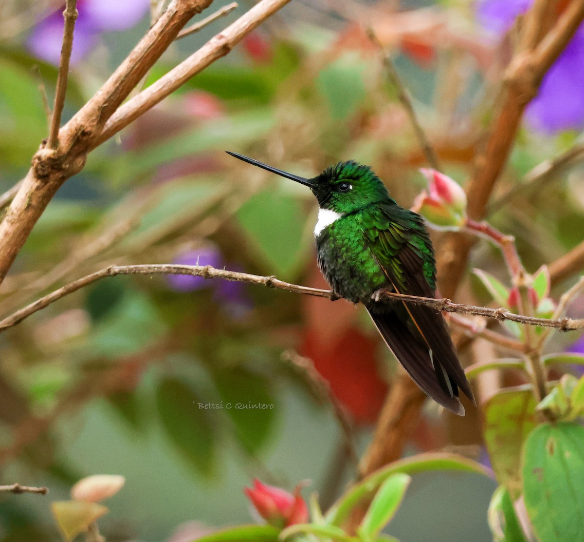 Green Inca - ML644212041