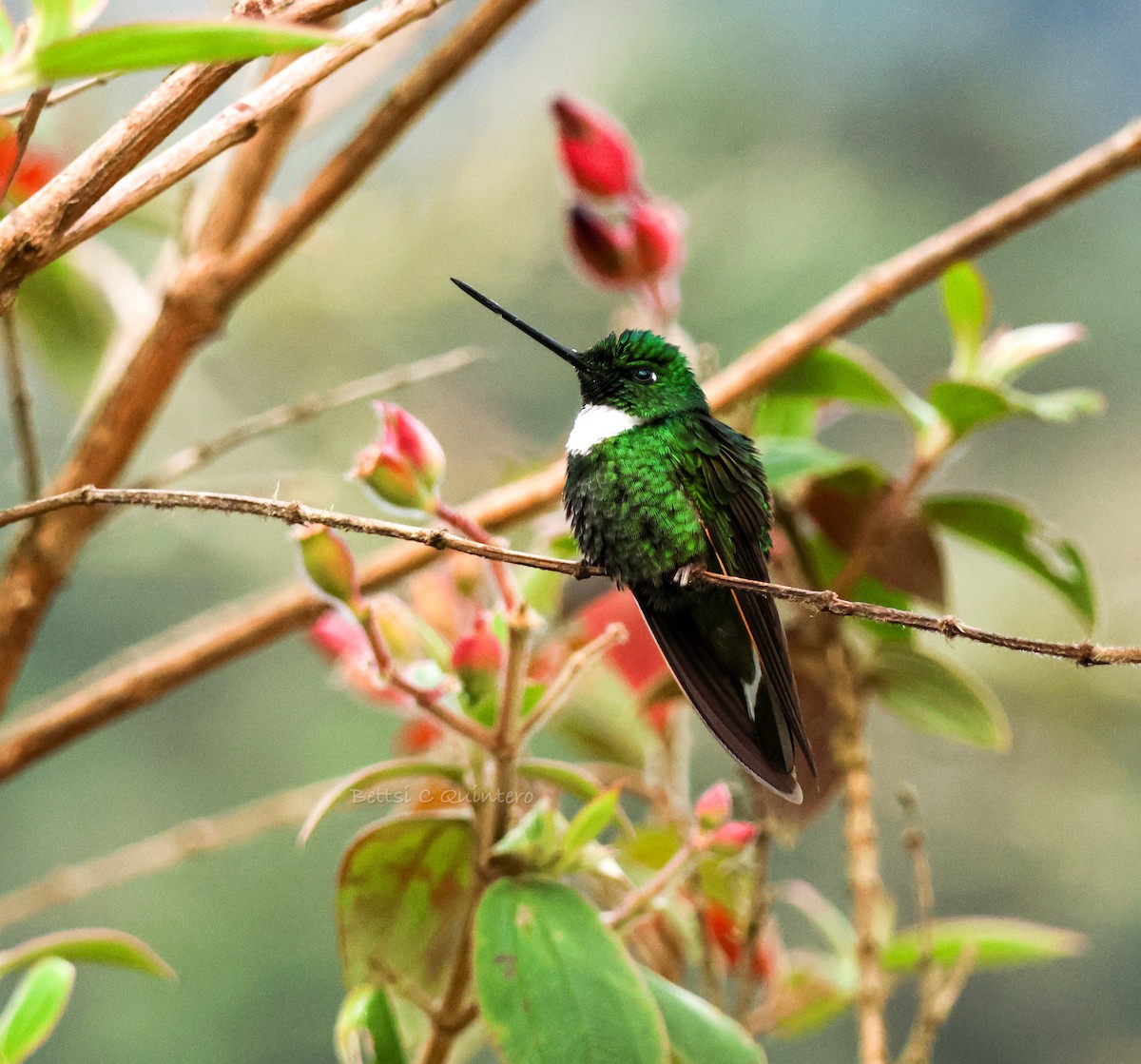 Green Inca - ML644212042