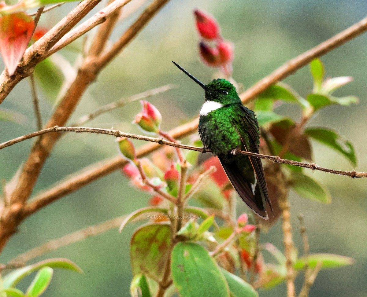 Green Inca - ML644212043