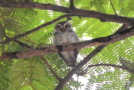 Spotted Owlet - ML644212048