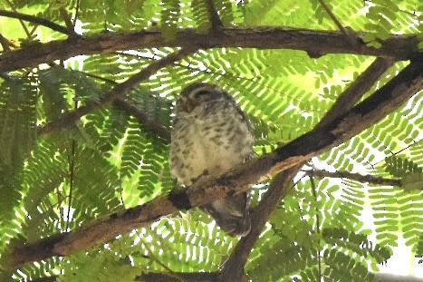 Spotted Owlet - ML644212049