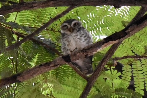 Spotted Owlet - ML644212050