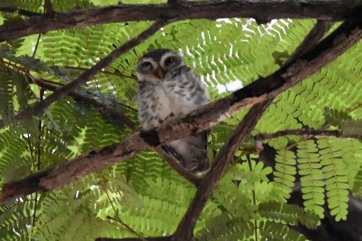 Spotted Owlet - ML644212051