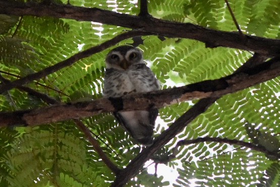 Spotted Owlet - ML644212052