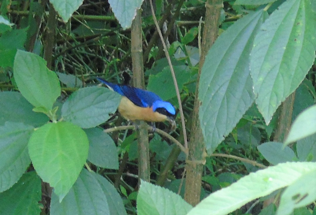 Fawn-breasted Tanager - ML644212053