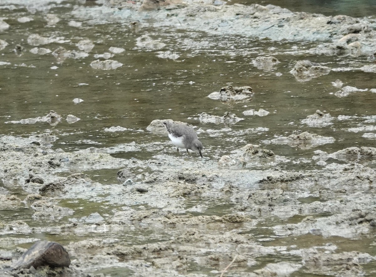 Bécasseau de Temminck - ML644212055