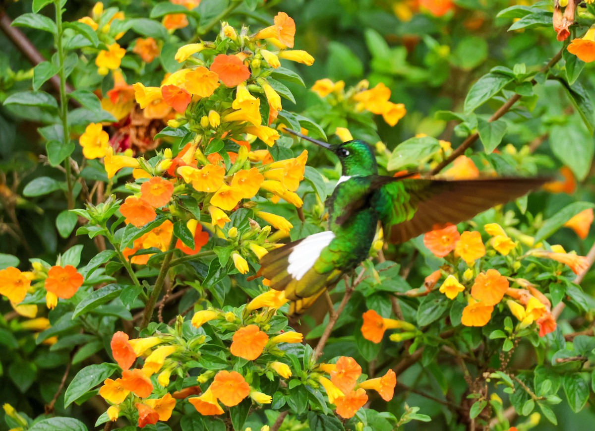 Green Inca - ML644212069