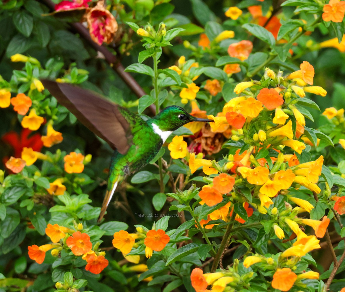 Green Inca - ML644212072