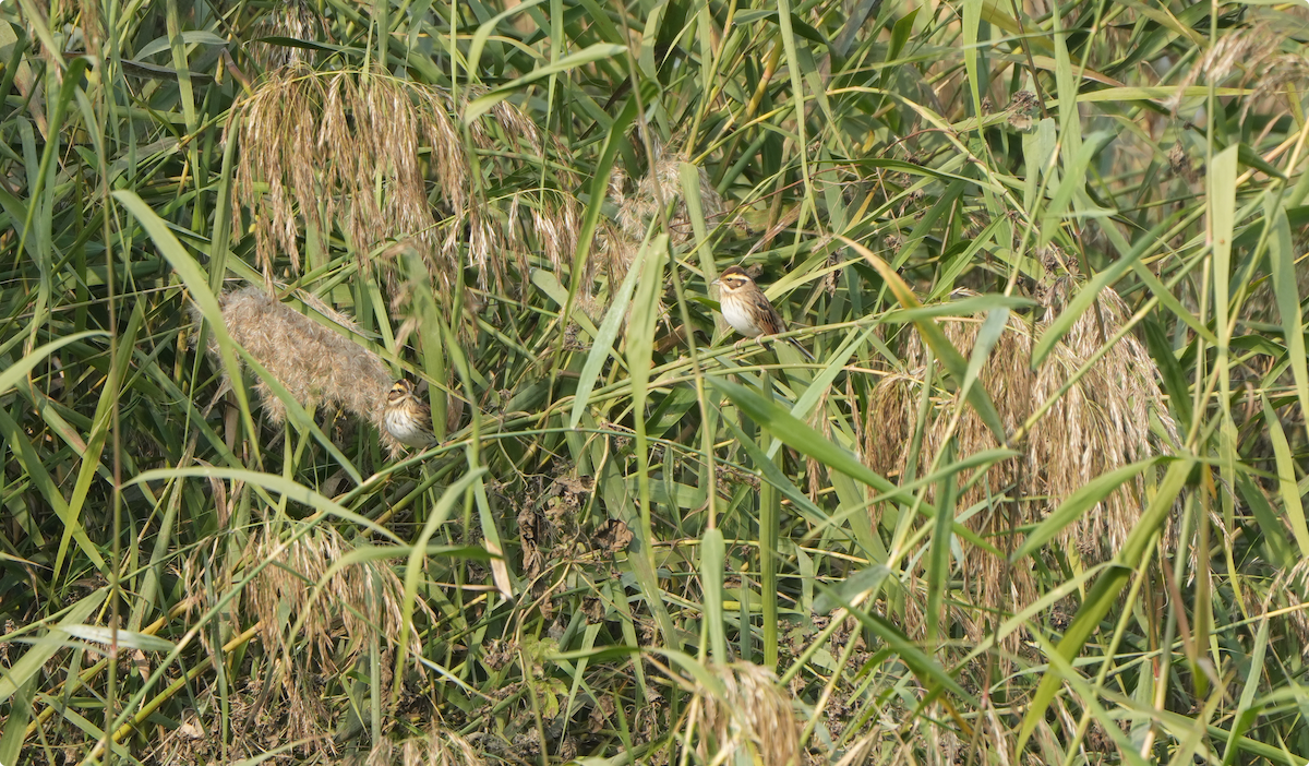 Сондуу хөмрөг - ML644212073