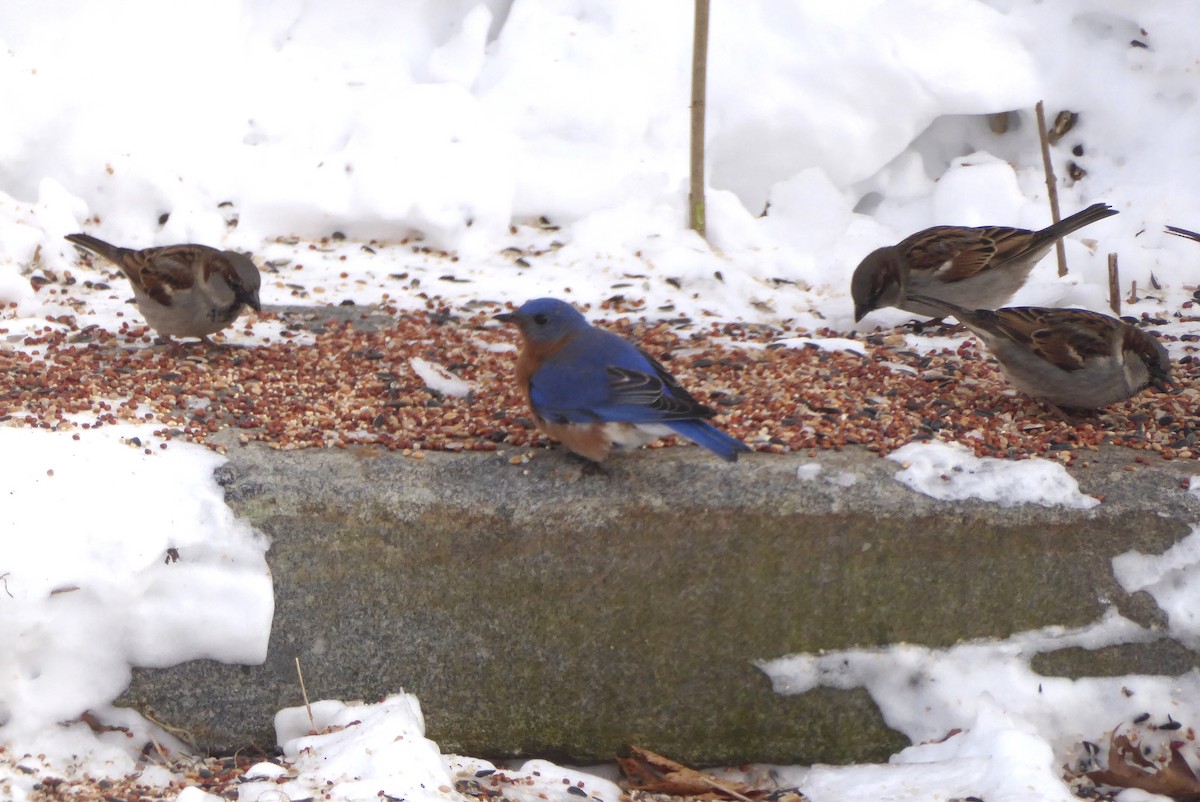 Rotkehl-Hüttensänger - ML644212083