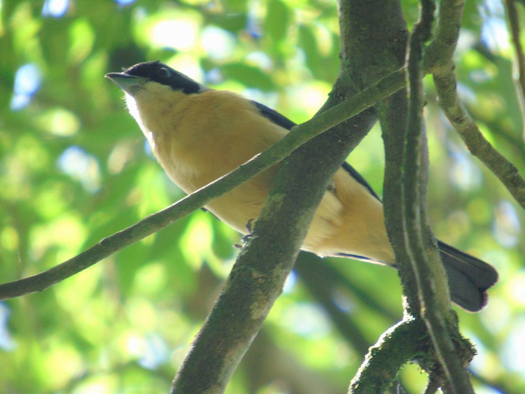 Fawn-breasted Tanager - ML644212084