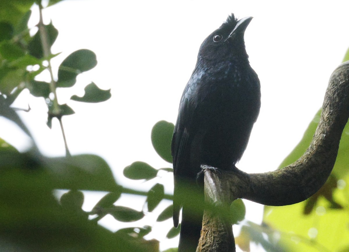 Sri Lanka Drongo - ML644212108
