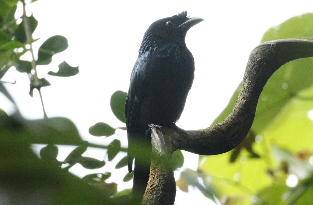 Sri Lanka Drongo - ML644212112