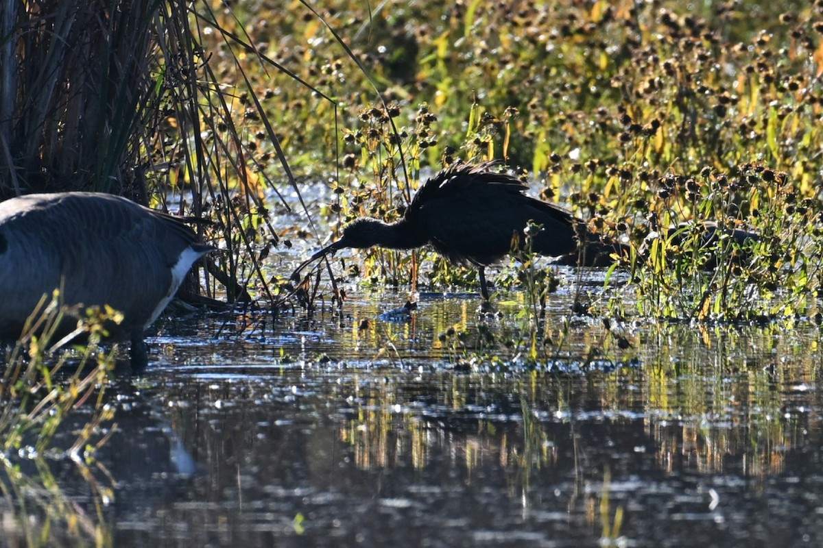 Гялаан билүүс - ML644212117