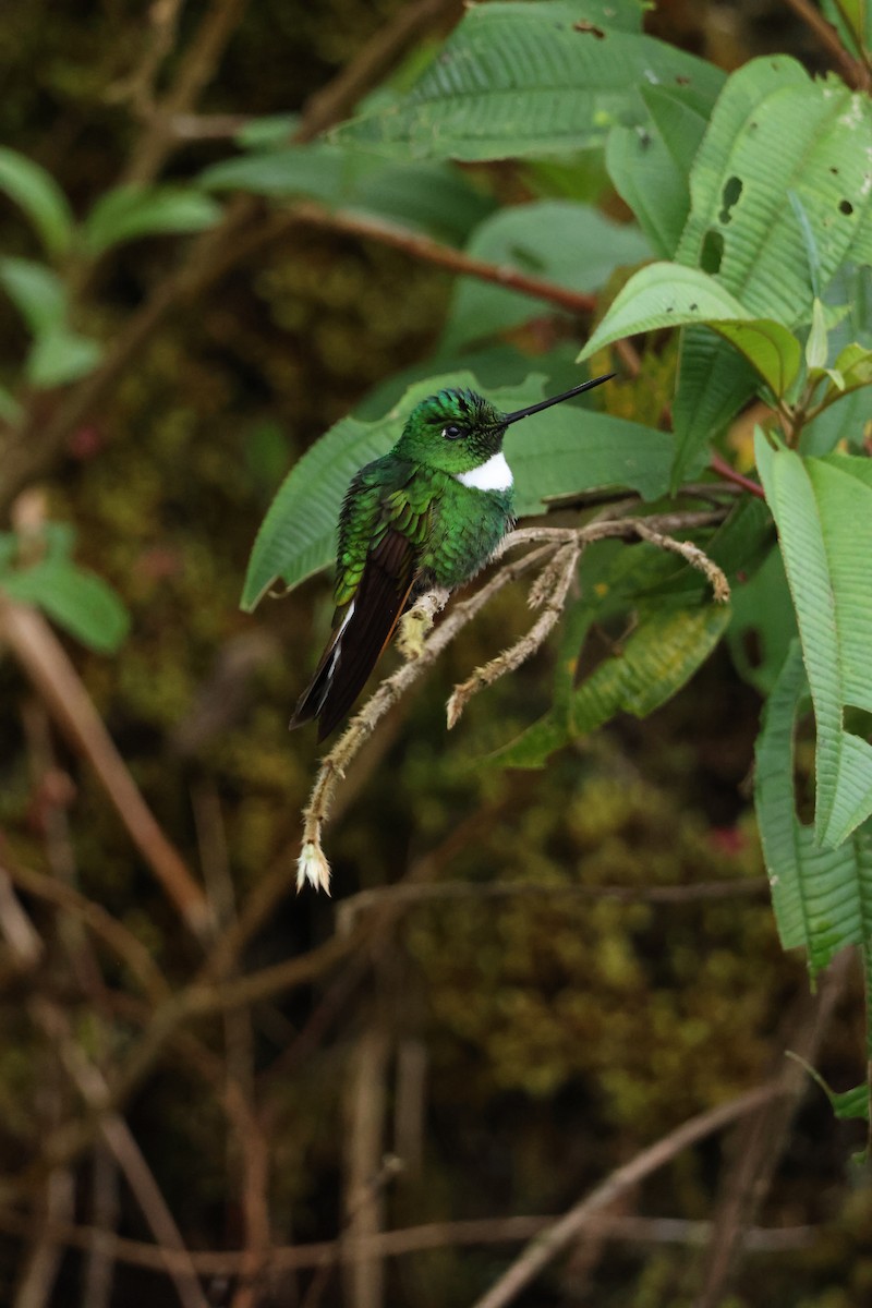 Green Inca - ML644212119