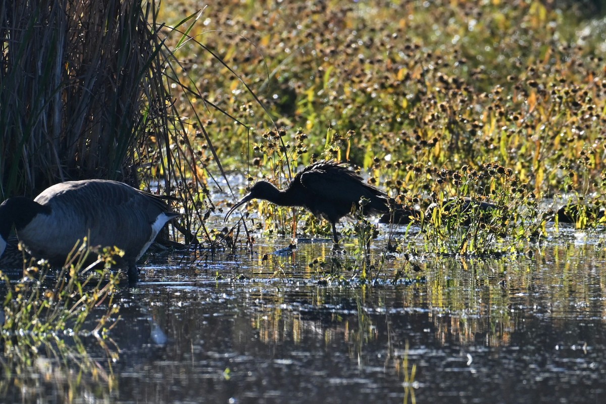 Гялаан билүүс - ML644212135