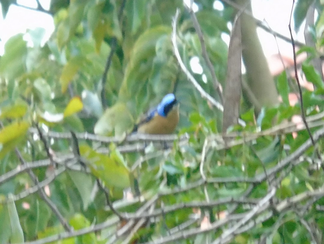 Fawn-breasted Tanager - ML644212136