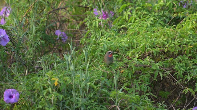 Siberian Rubythroat - ML644212154