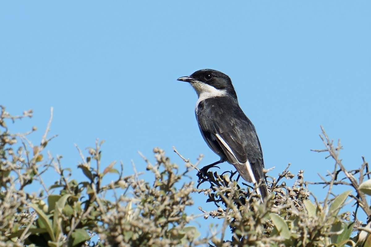 Fiscal Flycatcher - ML644212158