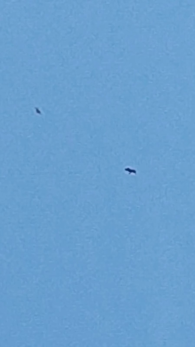 Greater Spotted Eagle - ML644212172