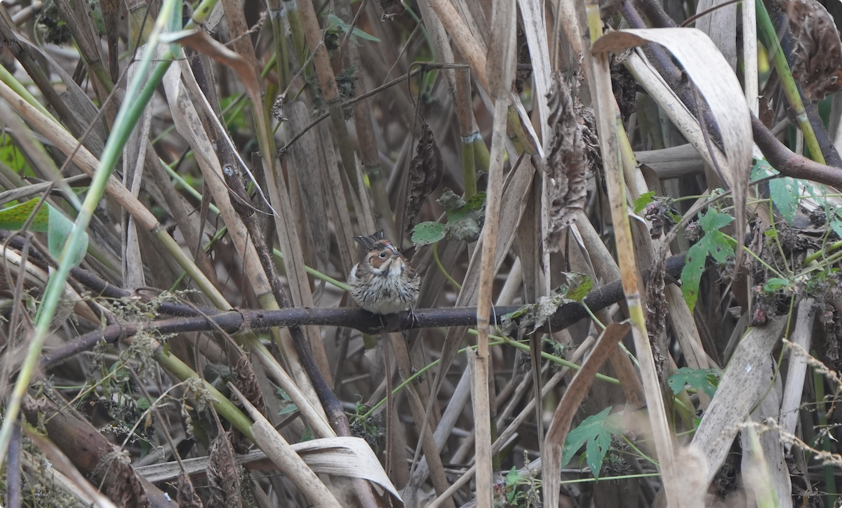 Борлог хөмрөг - ML644212190