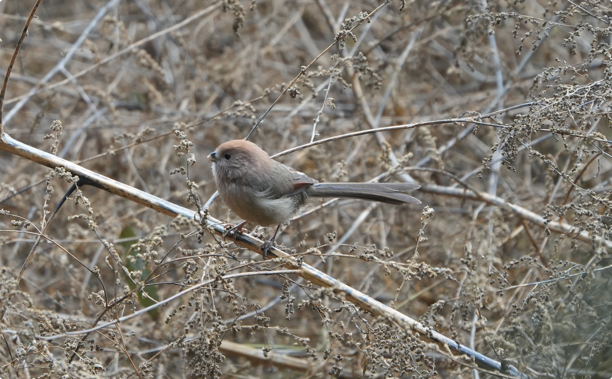 Бор хурагч - ML644212198