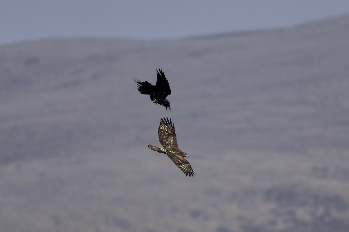 káně rudochvostá - ML644212213