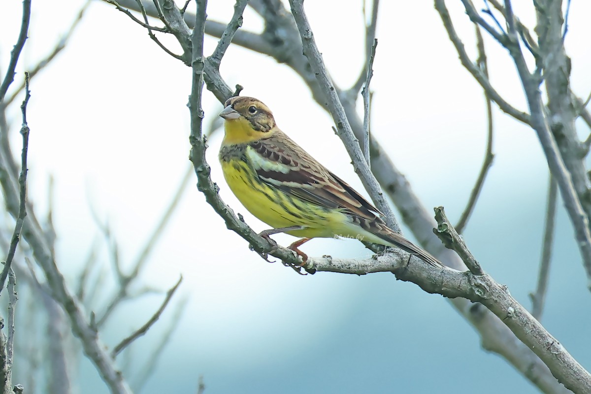 Дубровник - ML644212226