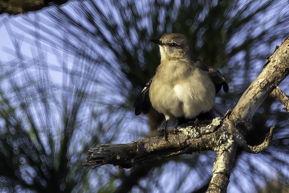 Northern Mockingbird - ML644212227