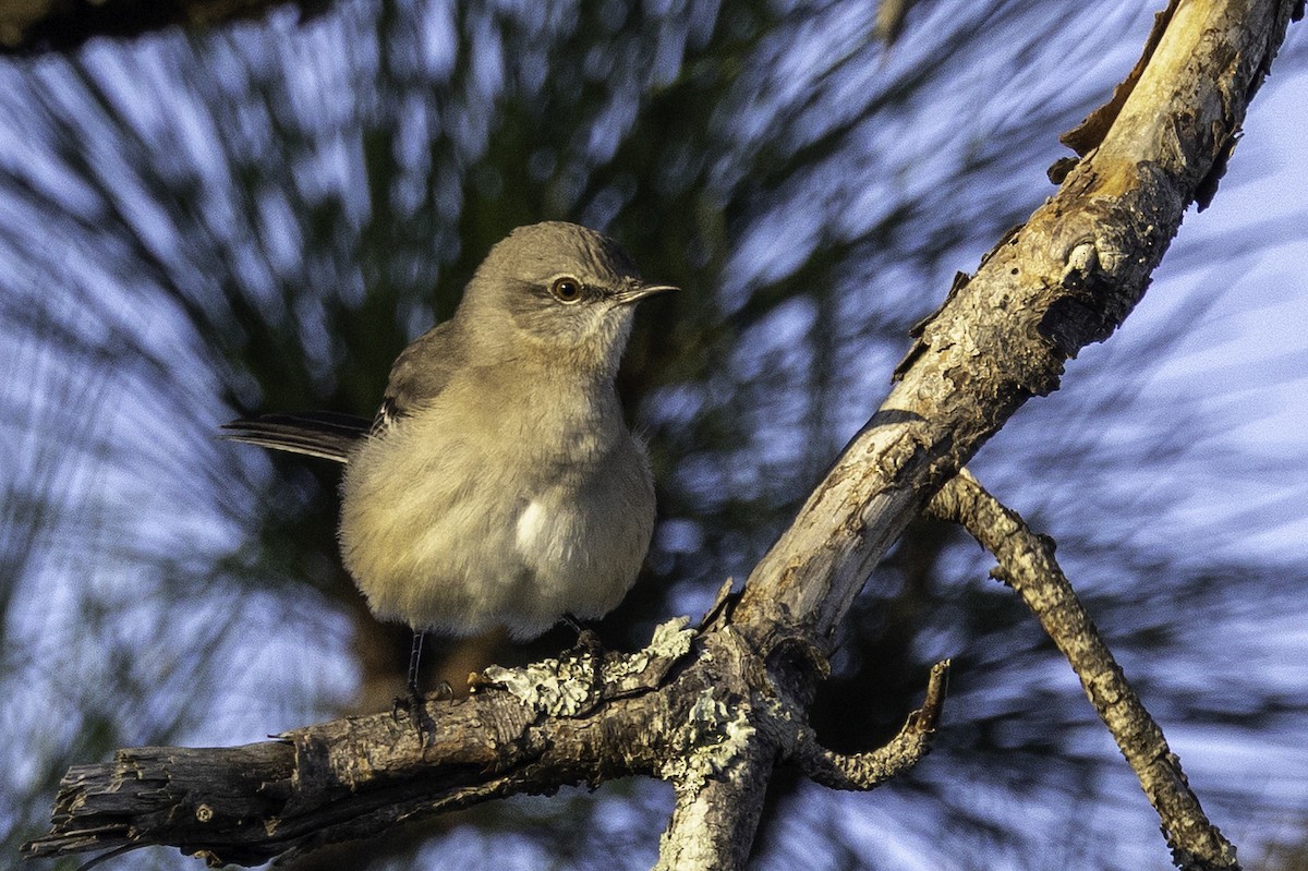 Northern Mockingbird - ML644212231