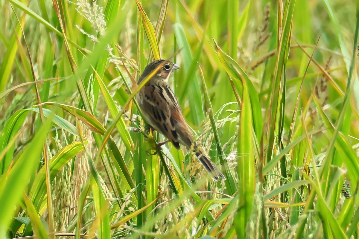 Шар нүдэн хөмрөг - ML644212244