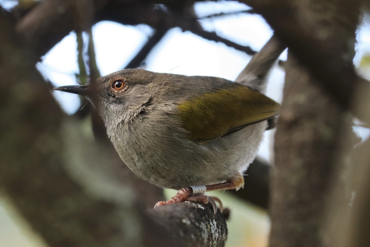 Yeşil Sırtlı Kamaropter - ML644212245