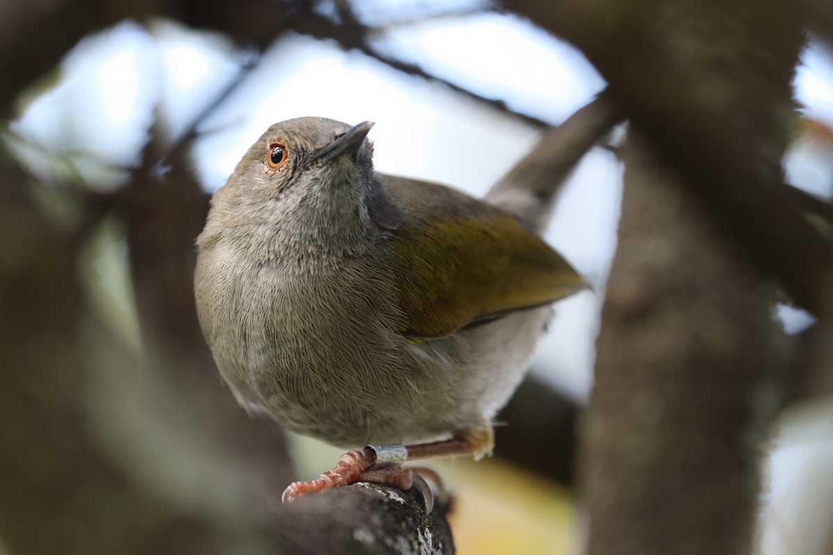 Yeşil Sırtlı Kamaropter - ML644212246