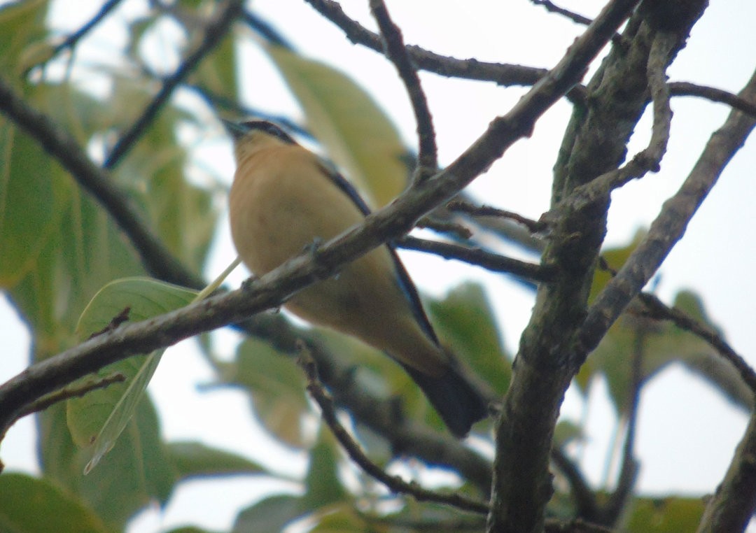 Fawn-breasted Tanager - ML644212251