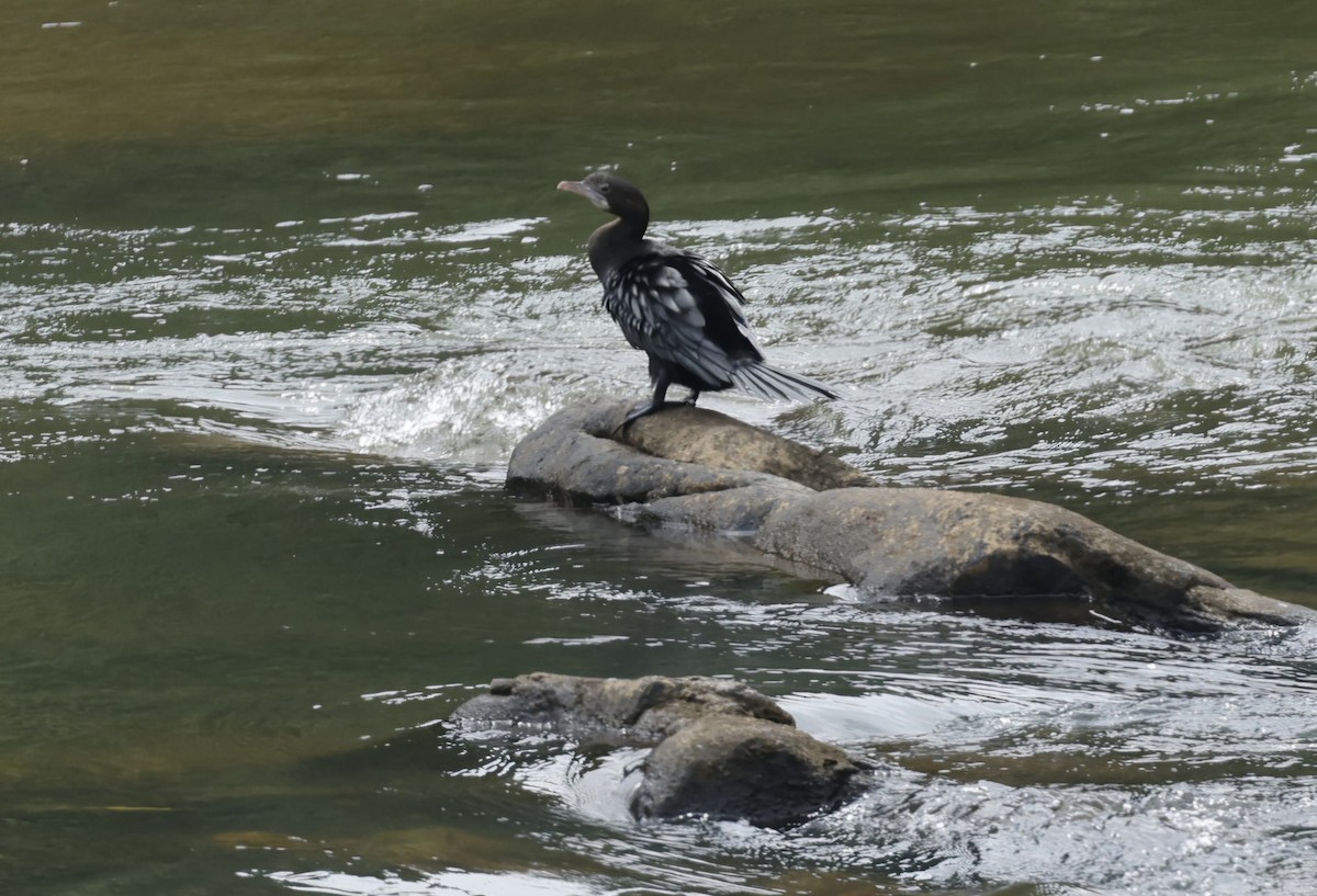 アジアコビトウ - ML644212257