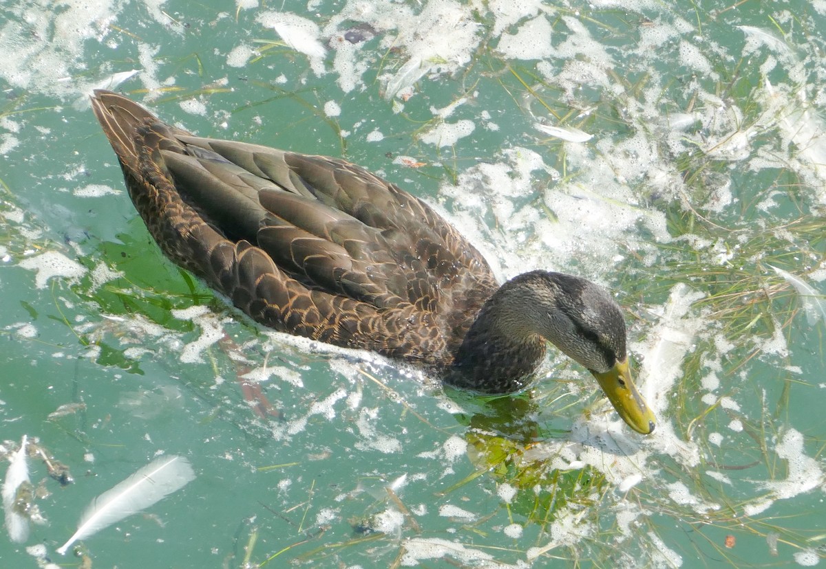 American Black Duck - ML644212262
