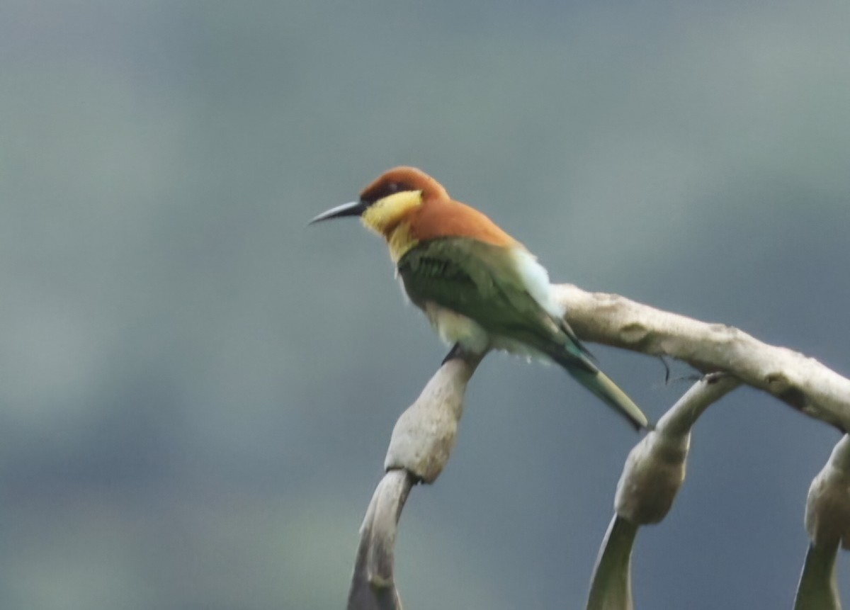 Chestnut-headed Bee-eater - ML644212265