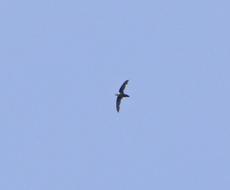 Vencejo de Chimenea - ML644212269