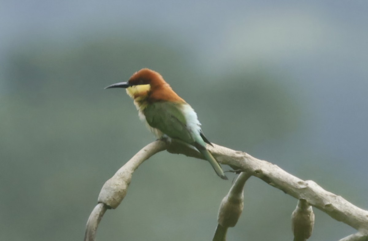 Chestnut-headed Bee-eater - ML644212271