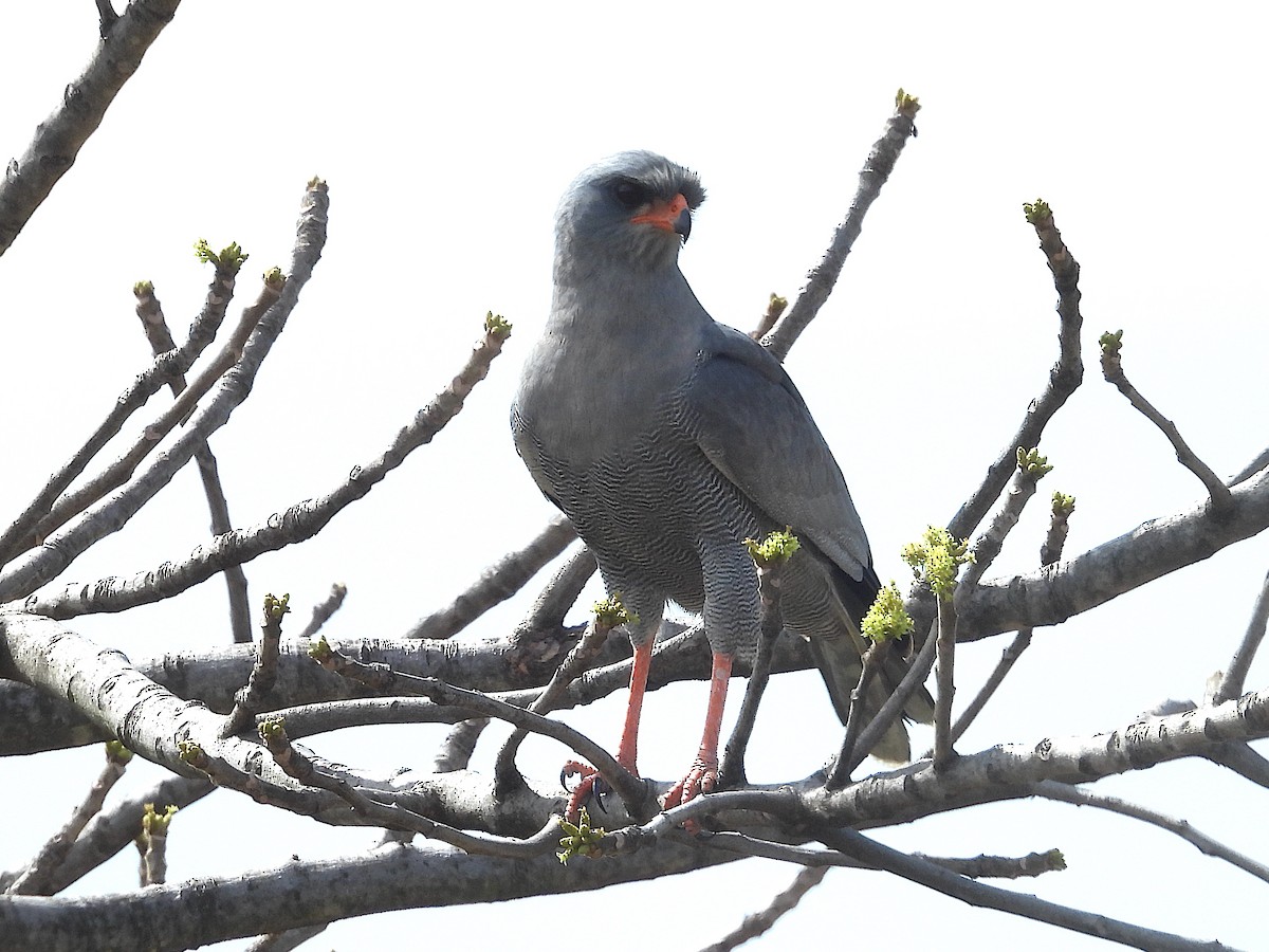 Dark Chanting-Goshawk - ML644212296