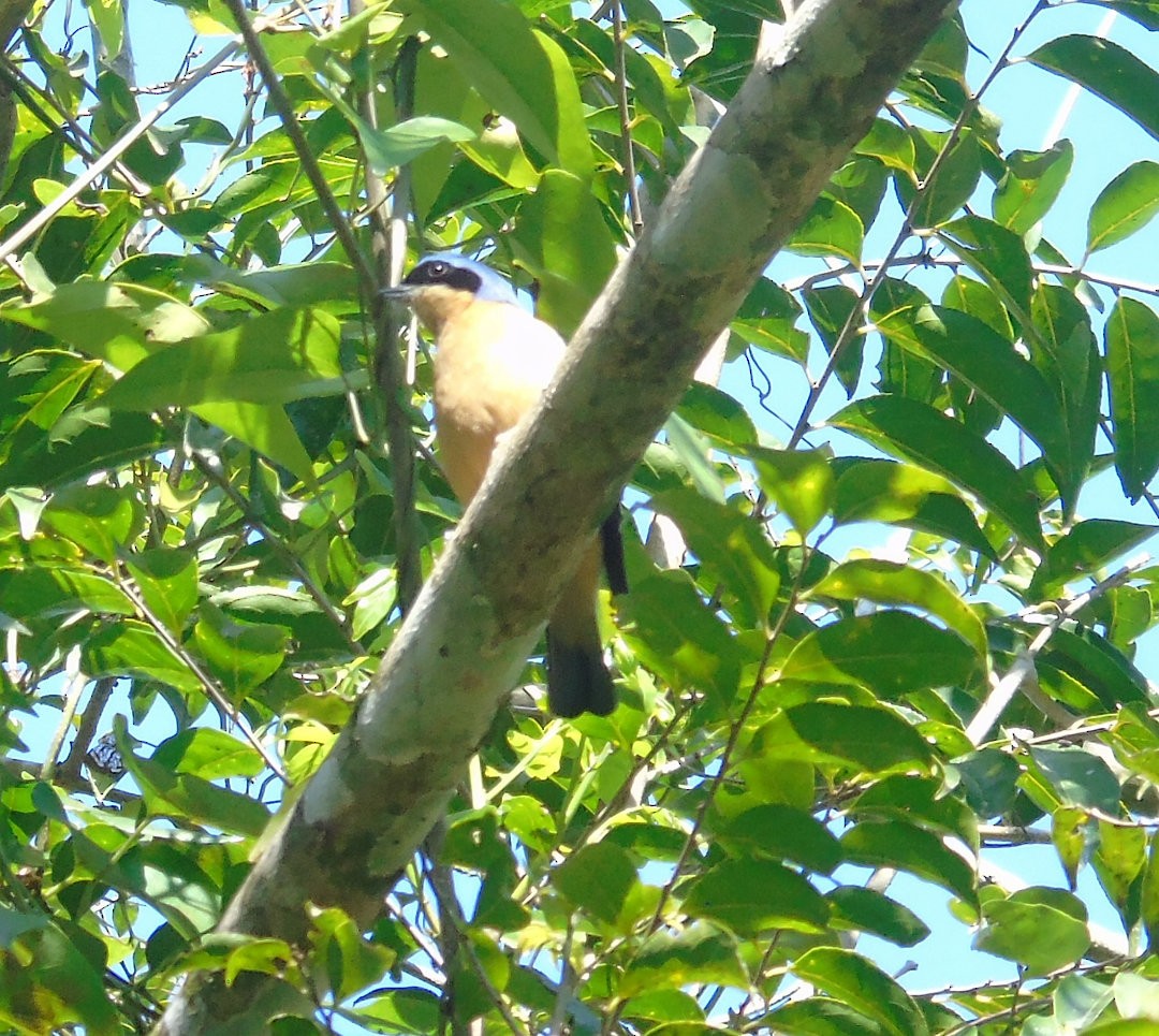 Fawn-breasted Tanager - ML644212300