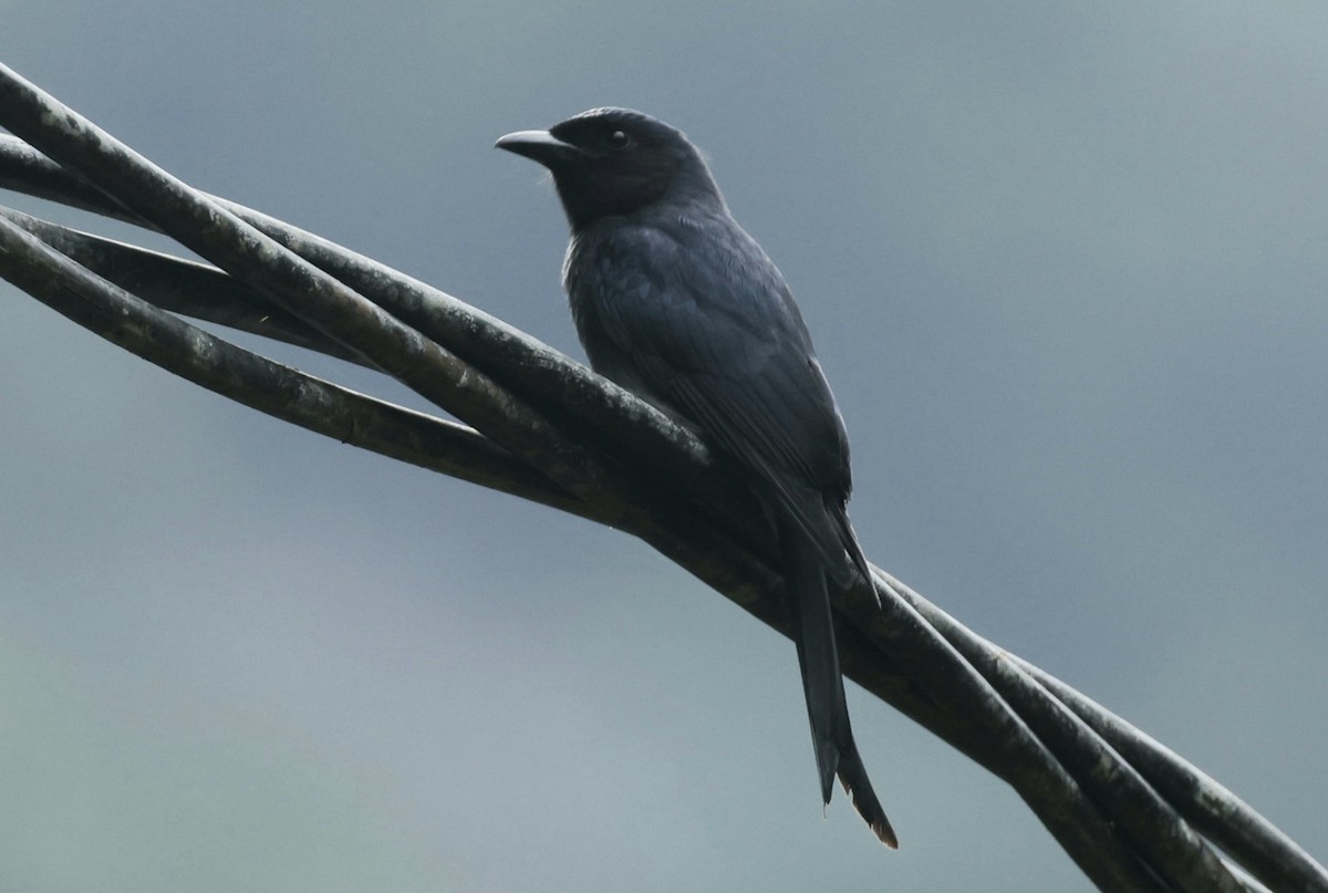 Ak Karınlı Drongo (leucopygialis/insularis) - ML644212301