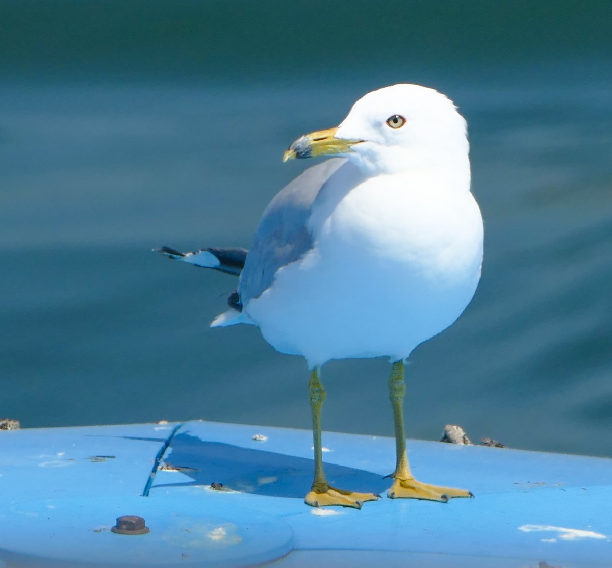 Ring-billed Gull - ML644212307