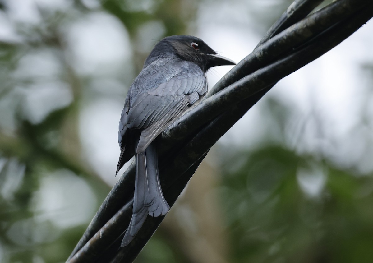Ak Karınlı Drongo (leucopygialis/insularis) - ML644212310