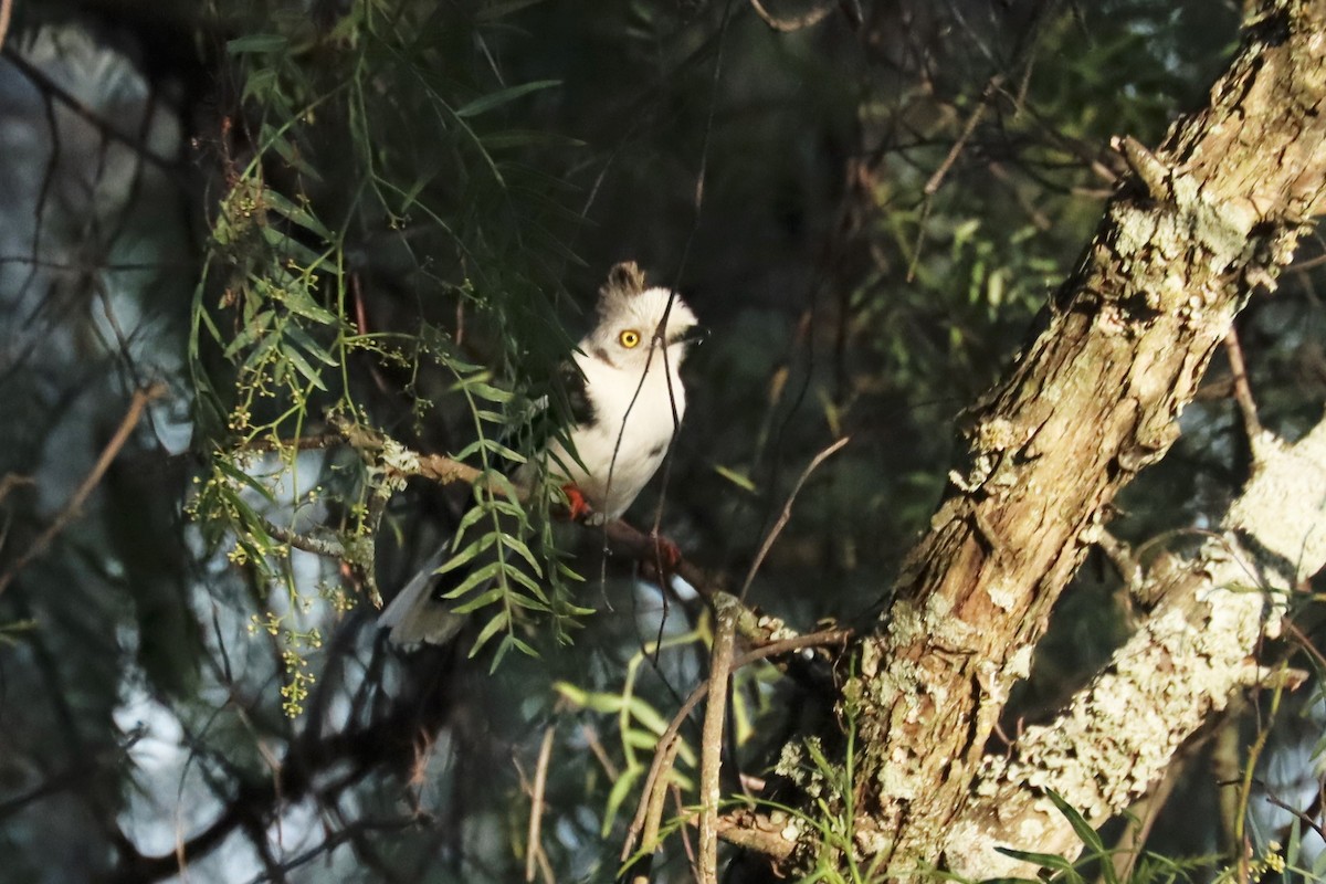 Bagadais à huppe grise - ML644212317