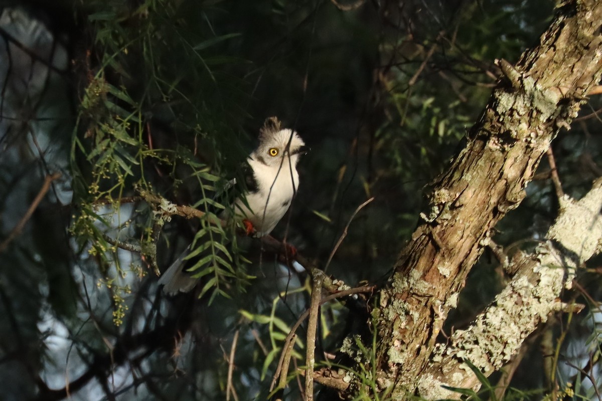 Bagadais à huppe grise - ML644212319