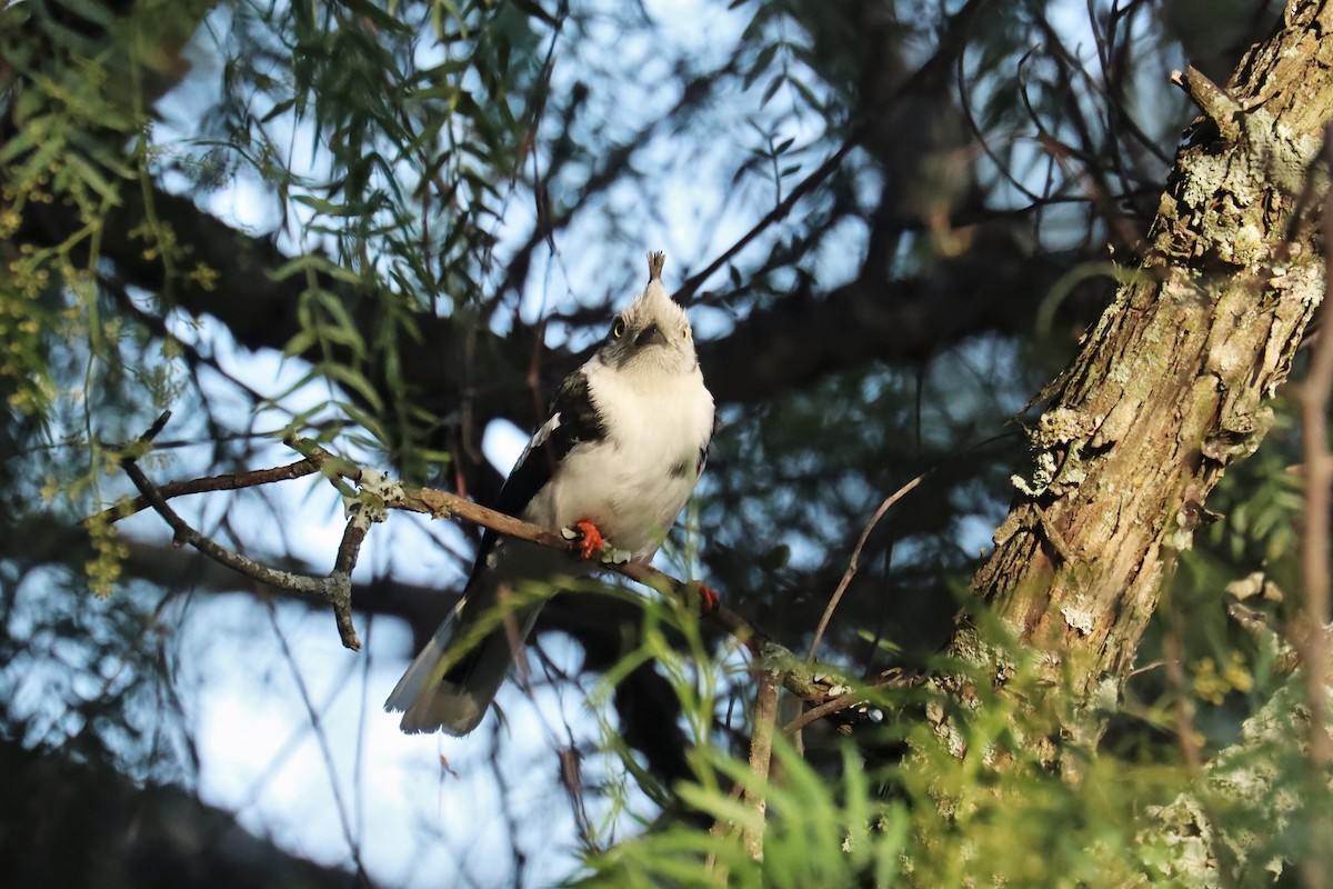 Bagadais à huppe grise - ML644212320