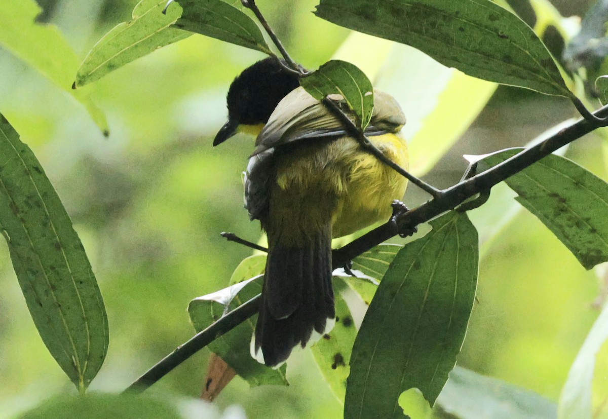 Black-capped Bulbul - ML644212326