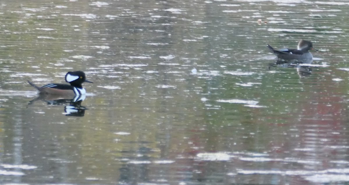Hooded Merganser - ML644212341